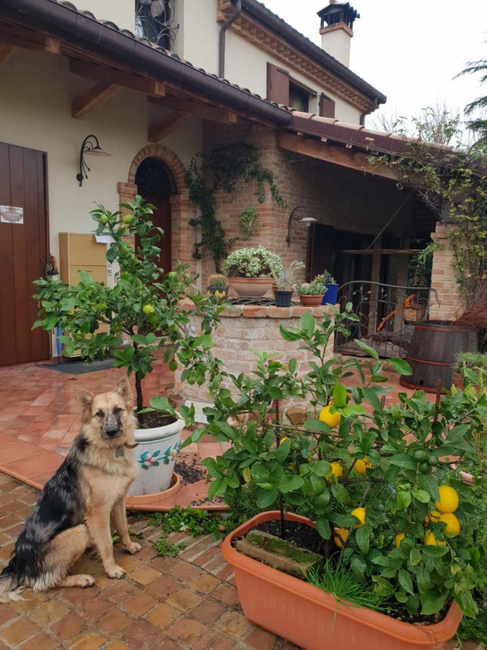 Ca' Dei Gelsi B & B 科里亚诺 外观 照片