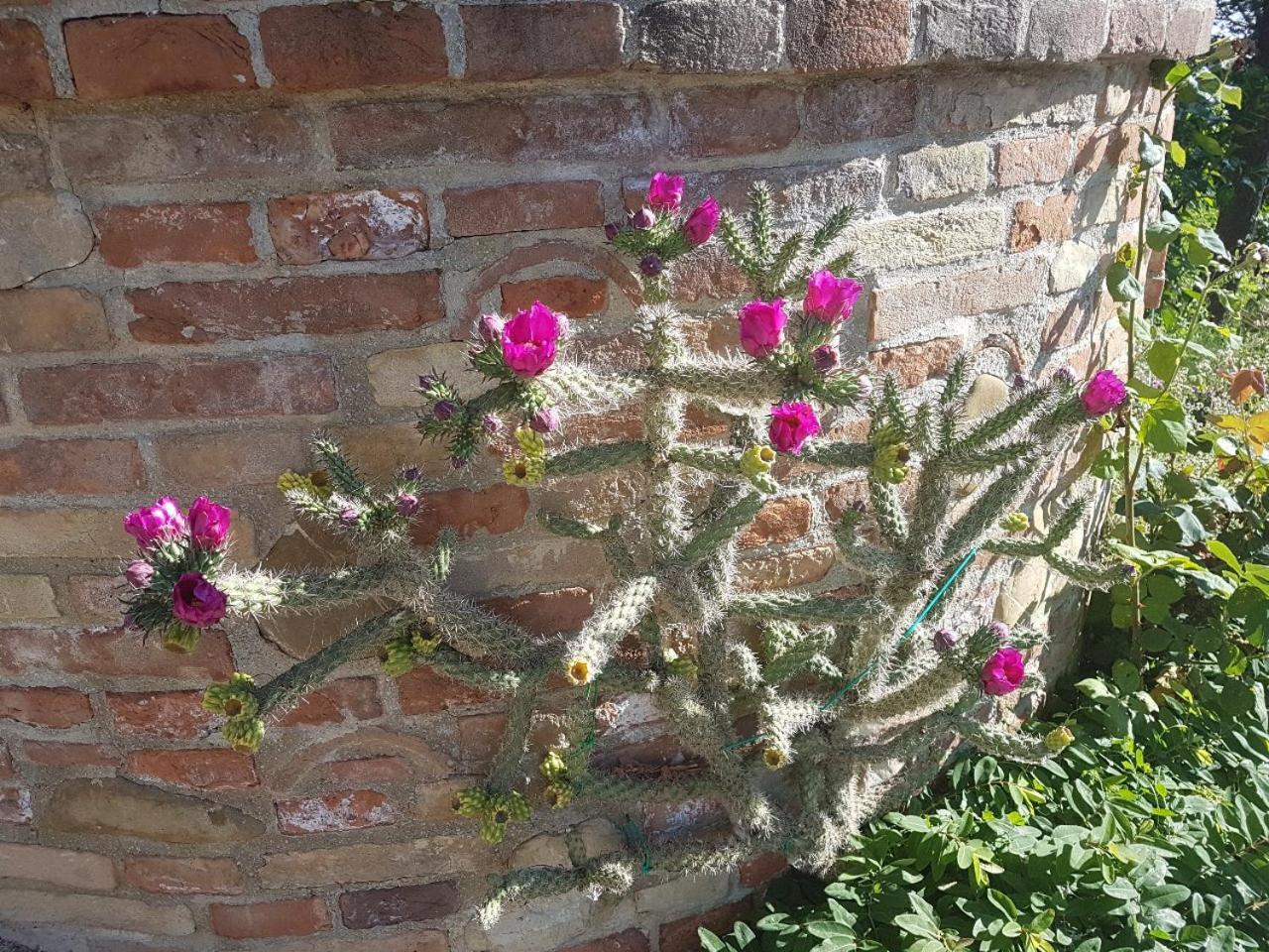 Ca' Dei Gelsi B & B 科里亚诺 外观 照片